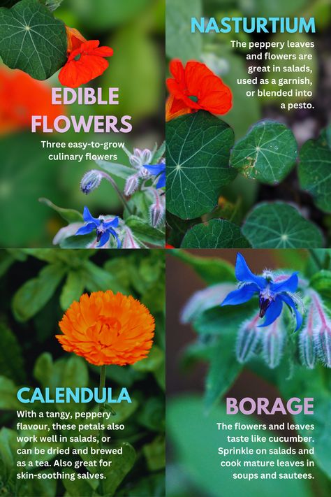 Nasturtium Recipes, Nasturtium Garden, Garden Apothecary, Borage Flower, Nasturtium Leaves, Herbal Living, Eatable Flowers, Herb Guide, Flower Recipes