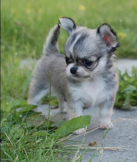 Psy Chihuahua, Teacup Chihuahua Puppies, Toy Poodle Puppies, Animals Amazing, Teacup Chihuahua, Rottweiler Puppies, Baby Animals Pictures, Teacup Puppies, Chihuahua Love