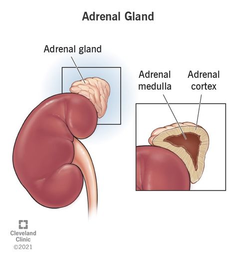 Adrenal Gland: What It Is, Function, Symptoms & Disorders Adrenal Gland Hormones, Multiple Endocrine Neoplasia, Adrenal Medulla, Congenital Adrenal Hyperplasia, Endocrine Glands, Adrenal Gland, Adrenal Cortex, Blood Pressure Symptoms, Adrenal Glands