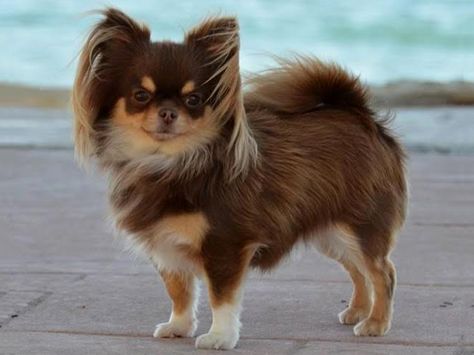 Chocolate Chihuahua, Longhair Chihuahua, Longhaired Chihuahua, Dog Anatomy, Long Dog, Long Haired Chihuahua, Teacup Chihuahua, Cute Chihuahua, Chihuahua Love