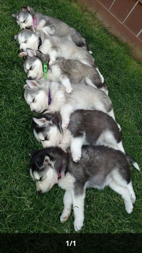 Caine Husky, Puppy Cuddles, Husky Puppies, Cute Husky, 강아지 그림, Baby Animals Pictures, Cute Animal Pictures, Cavalier King Charles Spaniel, Funny Animal Pictures