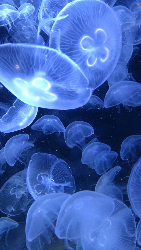 Jellyfish Photography, Photo Bleu, Twitter Aesthetic, Wallpaper Animes, Jelly Fish, Aesthetic Images, Screen Wallpaper, Sea Animals, Aesthetic Backgrounds