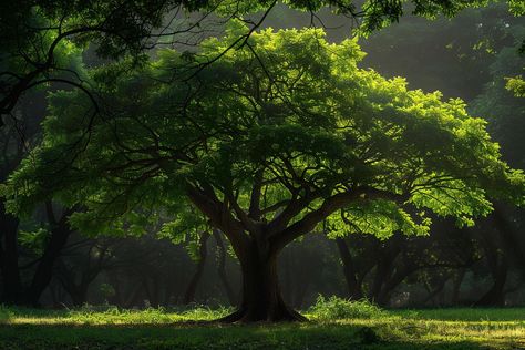 Large Tree in Lush Green Forest Lush Green Forest, Large Tree, Tree Saw, Big Tree, Green Forest, Cityscape Photos, Nature Backgrounds, Heart With Arrow, Background Banner