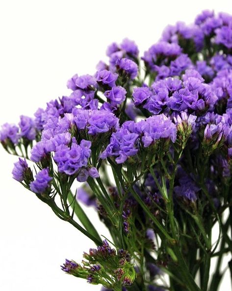 #purple Purple Statice Flower, Gaia's Garden, Statice Limonium, Statice Flowers, Statice Flower, Bday Flowers, Purple Statice, Delicate Flower Tattoo, Floral Design Classes