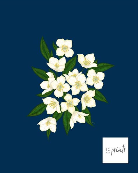 Idaho State Flower, Syringa Flower, Hey Sunshine, Idaho State, Color Illustration, Blue Background, Blue Backgrounds, Idaho, Pretty Things