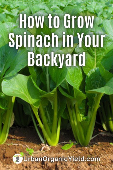 How To Plant Spinach In A Pot, How To Plant Spinach Seeds, Grow Spinach From Scraps, How To Plant Spinach, When To Plant Lettuce, Spinach Garden, Spinach Growing, Planting Spinach, How To Grow Spinach