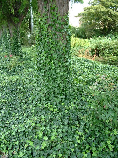 Suggestie KTK: Hedera_helix_Woerner English Ivy Plant, Pergola Design Ideas, Easy To Grow Houseplants, Attached Pergola, Plant Bugs, Natural Bug Spray, Hedera Helix, English Ivy, Pergola Design