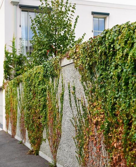 Boston Ivy Fence, Ivy Walls Outdoor, Boston Ivy Wall, House Front Wall Design, Boston Ivy, Ivy Wall, Australian Garden Design, Vertical Landscape, Vertical Garden Wall