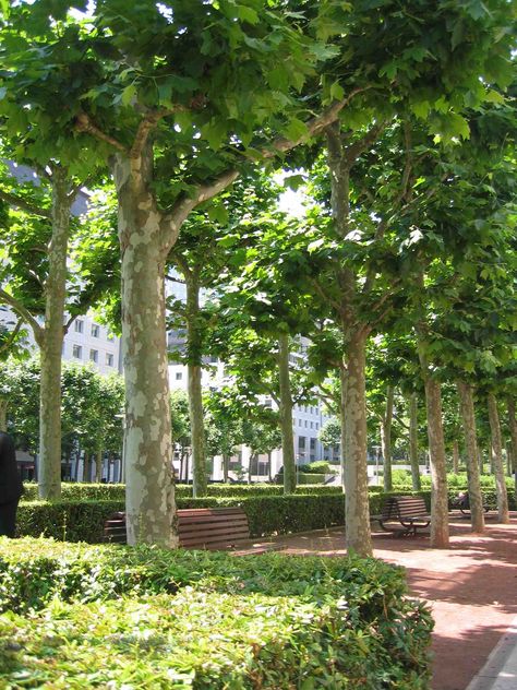 Platanus x acerifolia : La Défense : Paris King Size Bed Plans, Around Tree Bench, London Plane Tree, London Plane, Tree Bench, Plane Tree, Privacy Trees, Flowering Cherry Tree, Tree Plan