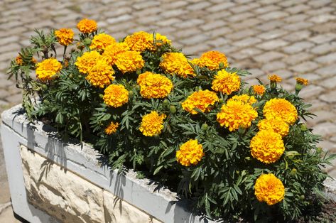 Marigolds are easygoing plants that bloom reliably, even in direct sunlight, punishing heat and poor to average soil. Although they are beautiful in the ground, growing marigolds in containers is a surefire way to enjoy this delightful plant. Learn more here. Marigolds In Garden, Pet Friendly House Plants, Houseplants Safe For Cats, Safe House Plants, French Marigold, Growing Marigolds, Planting Marigolds, Lantana Camara, Yellow French