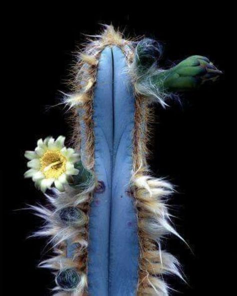 Peniocereus Marianus📷 JOHN P. SCHAEFER Cactus With Flowers, Kaktus Dan Sukulen, Cactus Planta, Blue Cactus, Succulent Gardening, Unusual Plants, Unusual Flowers, Cactus Flowers, Cactus Plant