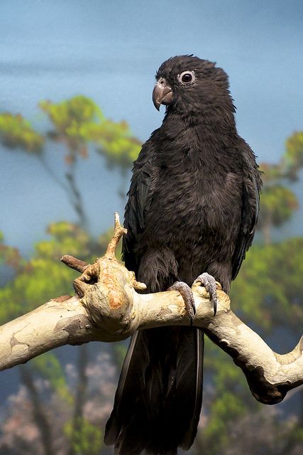 Lesser Vasa or Black parrot (Coracopsis nigra) - Comoros, Madagascar, Mayotte & Seychelles Black Parrot, Bird Tattoos, Parrots Art, Bird Paintings, Funny Parrots, African Grey Parrot, Colorful Parrots, Bird Poster, Most Beautiful Birds