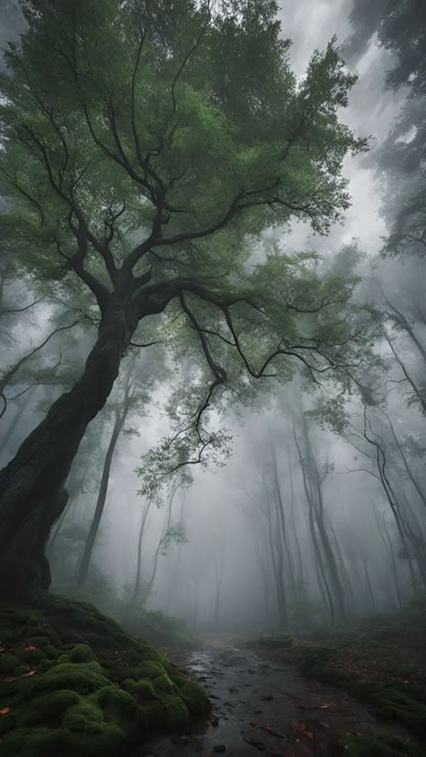 Rain Sounds, Forest Aesthetic, Dark Green Aesthetic, Foggy Forest, Dark Nature, Dark Nature Aesthetic, Pretty Landscapes, Forest Photography, Fantasy Places