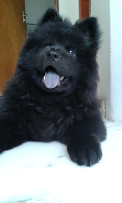 Essa é a Kira, nossa Chow Chow de 2 meses. Nasceu em 11/09/2018. Não é fofinha? <3 Chow Chow Dog Puppy, Perros Chow Chow, Unique Dog Breeds, Beautiful Dog Breeds, Chow Chow Dogs, Akita Dog, Adorable Puppy, Fluffy Dogs, Cute Dogs And Puppies