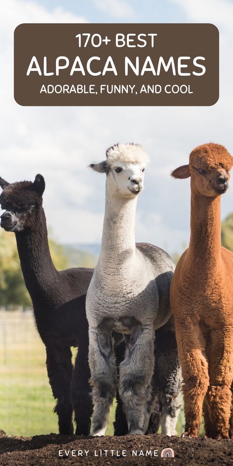 a group of three alpacas. Unique Animal Names, Funny Pet Names, Funny Animal Names, Alpaca Funny, Cute Animal Names, Sassy Animals, Clever Animals, Animal Names, Alpaca Farm