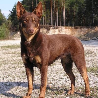 Australian Shepherd Blue Heeler, Service Dogs Breeds, Australian Kelpie Dog, Akc Breeds, Beautiful Dog Breeds, Australian Kelpie, Cute Dogs Images, Border Collie Dog, Herding Dogs