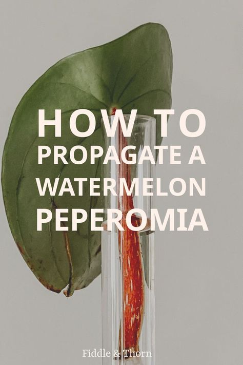 Peperomia Propagation, Watermelon Peperomia, Peperomia Plant, Rooting Hormone, Root Growth, New Roots, Root System, Mother Plant, New Growth