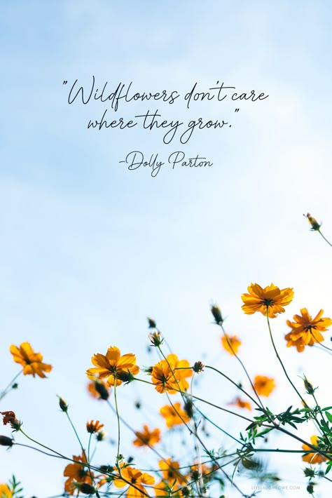 Wild Flower Quotes, Dolly Parton Quotes, Hay Barn, Wild Girl, Senior Quotes, Country Quotes, Yee Haw, On Live, Flower Quotes