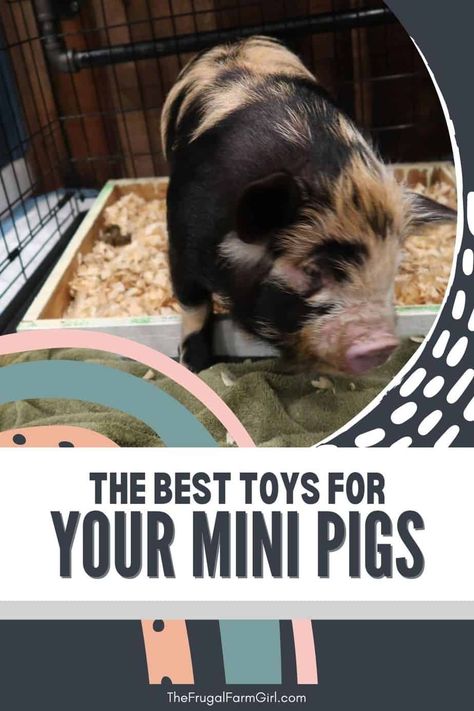 Potbelly Pig Pen Ideas Indoor, Pot Belly Pig Enclosure Outdoor, Enrichment For Pigs, Diy Pig Toys, Kune Kune Pigs Care, Mini Pig Toys, Pig Enclosure Outdoor, Potbelly Pig Pen Ideas, Potbelly Pig Care