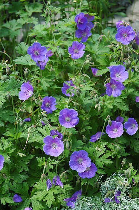 Cranesbill Geranium Johnson Blue, Geranium 'johnson's Blue', Rise Garden, Shady Border, Maine Garden, Native Landscaping, Blue Geranium, Garden Border Edging, Colourful Garden