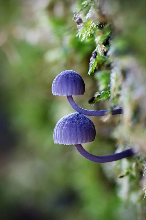 Purple Mushroom Aesthetic, Bioluminescent Fungi, Colourful Mushrooms, Purple Mushrooms, Mushroom Photos, Mushroom Stuff, Mushroom Aesthetic, Purple Mushroom, Colorful Mushrooms