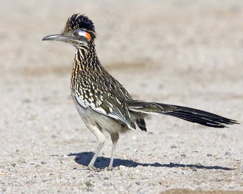 ✔ Greater roadrunner (Geococcyx californianus) ~ A large bird known by its long tail, expressive crest, patch of bare, blue skin behind the eye. Spend most of their lives on the ground hunting insects, lizards, small mammals, & birds. Very fast runners, leaning over parallel to the ground with their tails streaming behind them. Found in open country with patches of shrubs or small trees. Distinctive X-shaped footprint. Year-round but not common in Arkansas. Arkansas Birds, Roadrunner Art, Road Runner Bird, Greater Roadrunner, Asteroid City, Texas Animals, Crazy Nature, Crafts Animals, Quotes Light