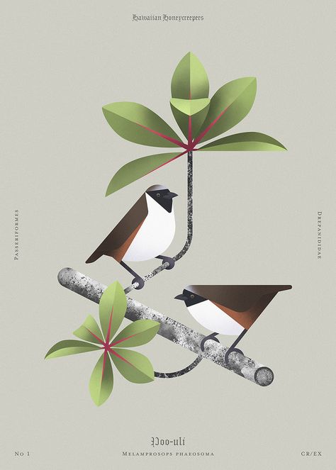 Beauty of birds (illustrations) on Behance Futuristic Illustration Design, Bird Poster Design, Bird Illustration Design, Illustration Design Inspiration, Books Antique, Family Prints, World Illustration, Hawaii Art, Bird Graphic