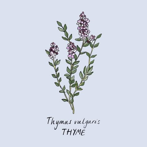 Floral Herbs, Herb Tattoo, Thyme Plant, Thyme Flower, Herbs Illustration, Thymus Vulgaris, Herb Art, Tropical Art Print, Illustration Botanical