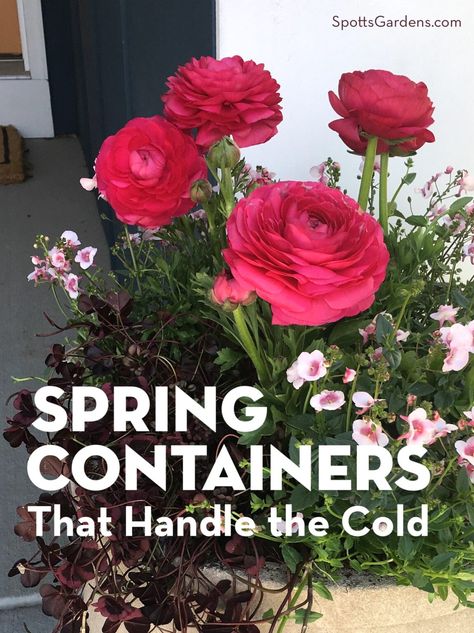 Spring Containers That Handle the Cold - Spotts Garden Service Early Spring Planters, Yellow Twig Dogwood, Spring Containers, Pink Dianthus, Twig Dogwood, Spring Planter, Ornamental Cabbage, Wood Sorrel, Creeping Jenny