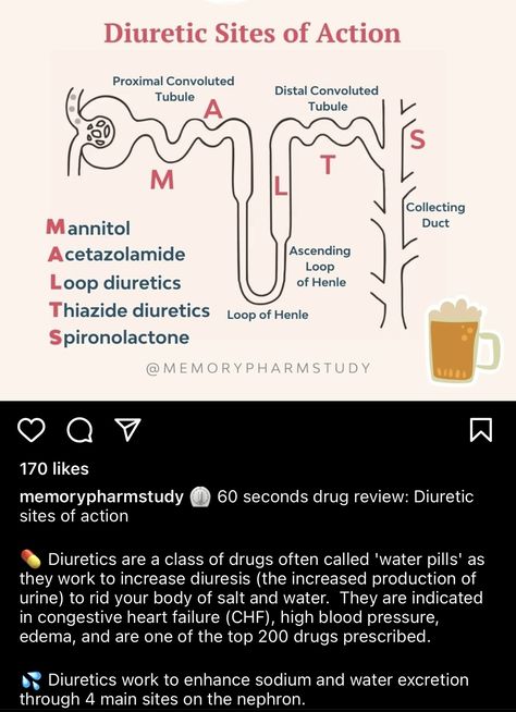 Loop Of Henle, Student Tips, Pa School, Nursing Mnemonics, Nursing Student Tips, Medical School Studying, Nursing School Studying, Nursing School Tips, School Study