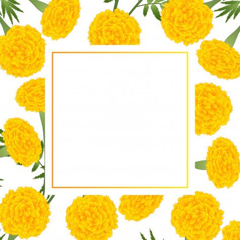 Yellow marigold on white banner card Pre... | Premium Vector #Freepik #vector #background #banner #flower #frame Flower Vector Art, Yellow Marigold, Indian Wedding Invitation Card Design, White Banner, Indian Wedding Invitation Cards, Flower Vector, Wedding Invitation Card Design, Marigold Flower, 카드 디자인