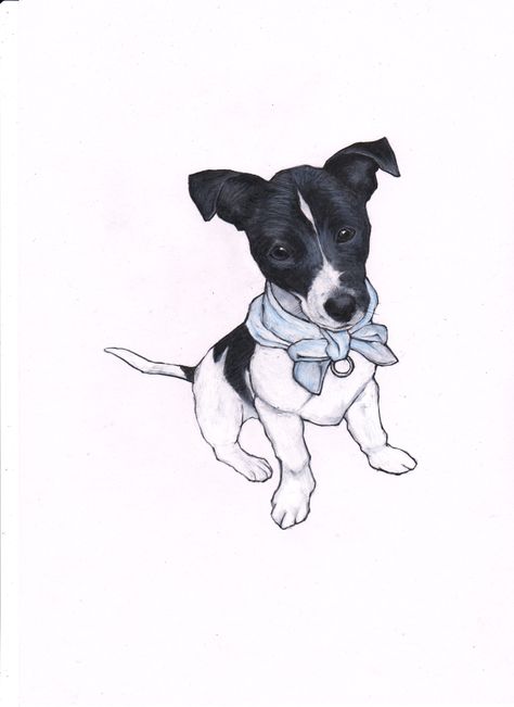 Rat Terrier Tattoo, Jack Russel Drawing, Fox Terrier Drawing, Terrier Drawing, Terrier Tattoo, Brazilian Terrier, Rat Dog, Russel Terrier, Dog Anatomy