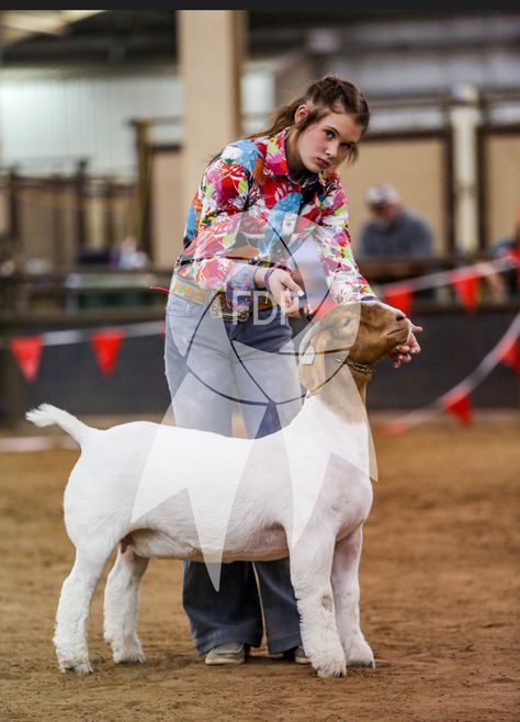 Show Ring Outfits Livestock, Goat Showing Outfits, Goat Show Outfits, Showing Goats In 4h, Livestock Show Outfits Sheep, Showing Livestock Outfits, Show Goats Tips, Bore Goats, Livestock Show Outfits