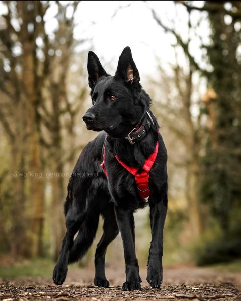 Cr: working_germanshepherd Aggressive German Shepherd, Dog Moodboard, Black Gsd, Extra Large Dog Breeds, Baby German Shepherds, Wolf Poses, German Sheperd Dogs, Black German Shepherd