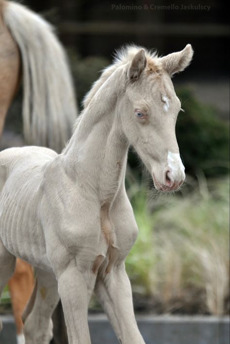 Cremello Horse, Horses Funny, Foal Horse, Horsey Life, Funny Horse Pictures, Rare Horses, Horse Inspiration, Majestic Creatures, Funny Horses