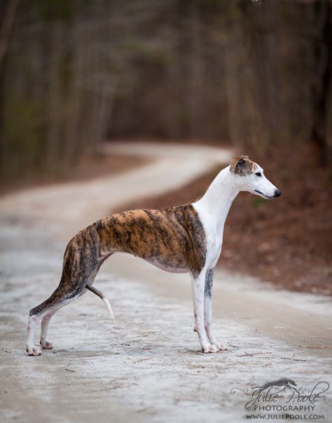 need. Cute Whippet, Whippet Dog Puppy, Fawn Whippet, Brindle Whippet, Bedlington Whippet, Whippet Running, Whippet Puppies, Hound Breeds, Dog Day Afternoon