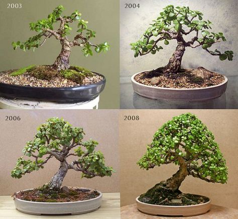 If you are keen to have a bonsai why not consider a succulent bonsai, they are easy to grow, can be grown indoors in the UK as they require warmth and they require less watering and can still produce the iconic shapes of bonsai trees as demonstrated by the Jade plant (Portulacaria) in the leading… Continue reading → Tree Training, Bonsai For Beginners, Jade Plant Bonsai, Bonsai Diy, Bonsai Making, Bonsai Pruning, Jade Bonsai, Jade Tree, Bonsai Tree Types