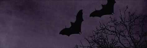 Dark Purple Banner, Halloween Banner Discord, Discord Dividers, Facebook Background, Banner Ideas, Vampire Bat, Gothic Aesthetic, Halloween Banner, Twitter Headers