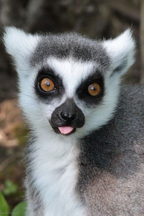 Ring-tailed lemur, by Mark Dumont. Regard Animal, Wildlife Park, Primates, Animal Planet, Animal Photo, Zoo Animals, Animals Friends, Beautiful Creatures, Animal Kingdom