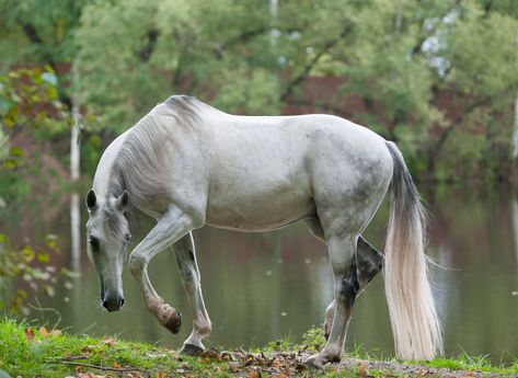 Orlov Trotter, Different Horse Breeds, Horse Profile, Horse Rescue, Horse Inspiration, Harness Racing, Animal Study, Work Horses, Rare Breed