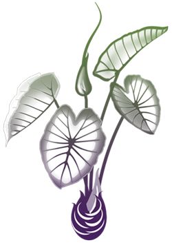 Taro Plant Drawing, Taro Plant, Sticker Making, Hawaiian Tattoo, Plant Tattoo, Diy Gift Set, Plant Drawing, Student Project, Pictures To Paint