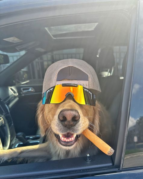 Going for a Sunday drive 😎 #dogselfie #dogsinhats #dogsofflorida #dogsoforlando #dogsofinstagram #funnydog #jeep Puppy Driving Car, Dog Driving Car Funny, Dog In Jeep, Dbz Gt, Doge Meme, Dog Selfie, Mad Dog Meme, West Lake, Funny Dogs