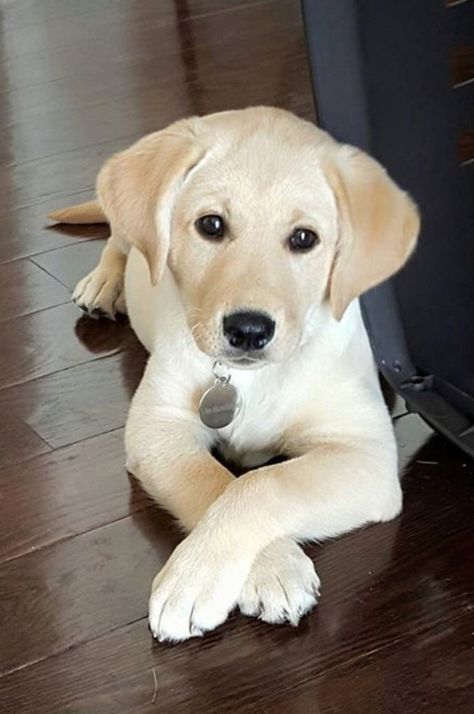 The negotiator. This is the most cutest puppy ever! Cute Labrador Puppies, 강아지 그림, Labrador Retriever Puppies, Puppies And Kitties, Labrador Retrievers, Lab Puppies, Pets Dogs, Labrador Puppy, 웃긴 사진