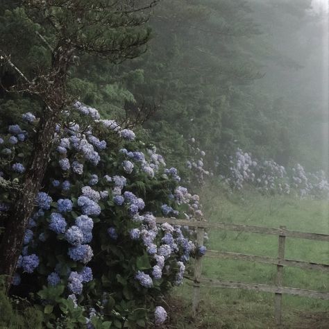 Blue Woods Aesthetic, Cold Spring Aesthetic, Blue Cottagecore Aesthetic, Beyond The Horizon, Foggy Forest, Magic Aesthetic, Art Tools Drawing, Blue Spring, Fantasy Paintings