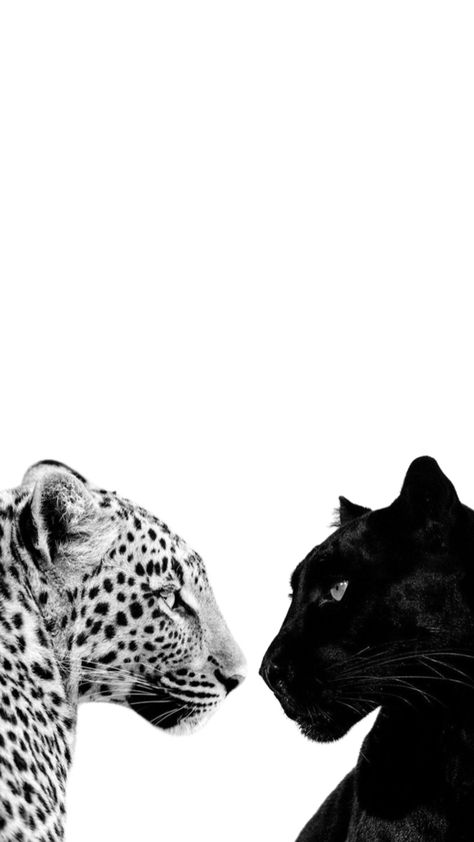 Leopard And Panther, Glamour Wallpaper, Cheetah Wallpaper, Tiny Puppy, Panther Leopard, Cheetah Print Wallpaper, Tiger Wallpaper, Leopard Art, Cute Summer Wallpapers