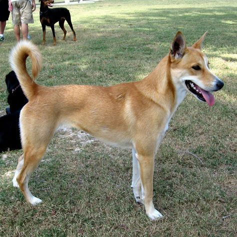 20 of the World's Rarest Dog Breeds | Outside Online American Dingo, Dingo Dog, Carolina Dog, Rare Dogs, Rare Dog Breeds, Dog Advice, Hybrid Dogs, Street Dogs, Dog Info