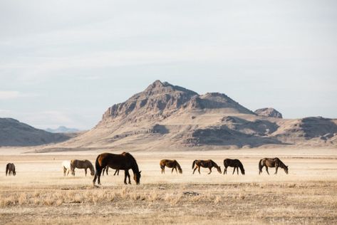 Photographing wild horses in Utah Life In America, Desert Aesthetic, Western Photography, Cowboy Aesthetic, Pony Express, Western Landscape, Gregory Peck, Wild Mustangs, Utah Usa