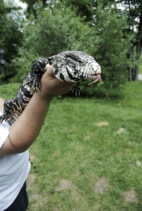 Argentine Tegu Enclosure, Tegu Lizard Pets, Tegu Enclosure, Tegu Lizard, Large Lizards, Pet Lizards, Reptile Room, Animal Conservation, Reptile Habitat