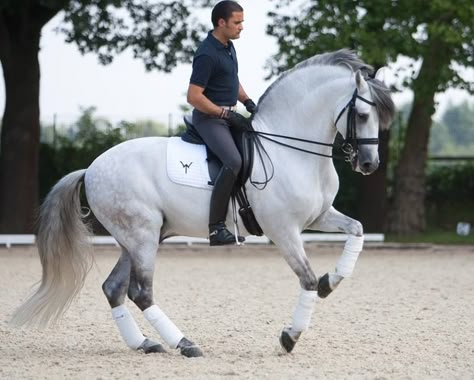 Gorgeous Andalusian stallion... Lippizaner, Lusitano Horse, Horse Dressage, Andalusian Horse, Grey Horse, Dressage Horses, Majestic Horse, All The Pretty Horses, Horse Trailer