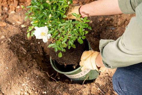 How to Plant Roses Transplanting Roses, Grafting Roses, Rose Diseases, Black Spot On Roses, Container Roses, Rose Plant Care, Food Forest Garden, Miniature Roses, Rose Cuttings